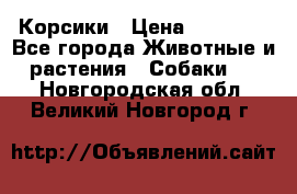 Корсики › Цена ­ 15 000 - Все города Животные и растения » Собаки   . Новгородская обл.,Великий Новгород г.